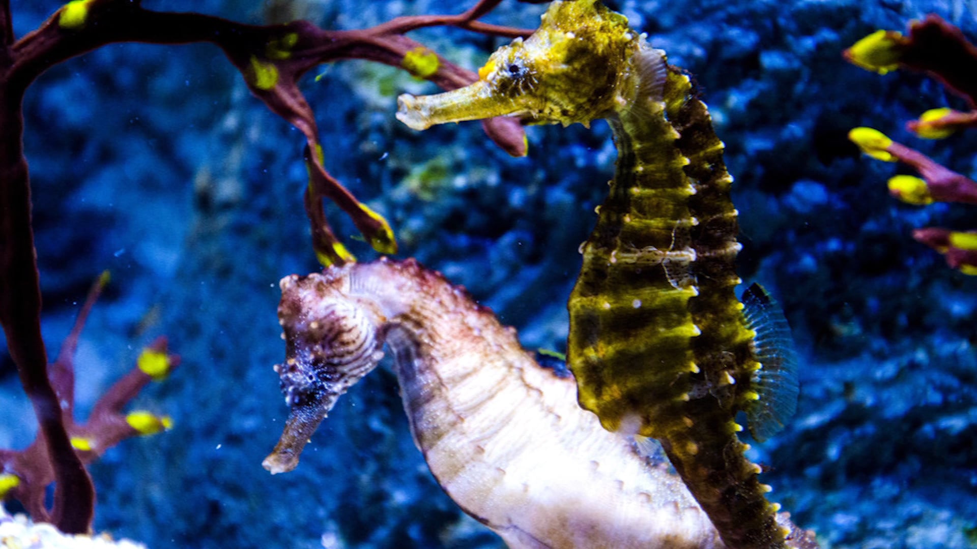 Save the Seahorses – Kleine Wesen, grosse Verantwortung